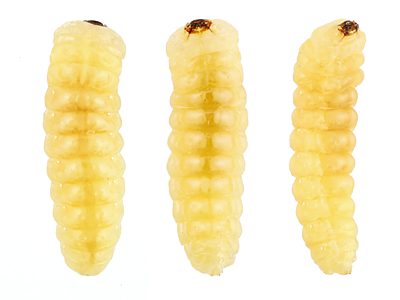 Ethonion cf. reichei Mallee, PL3931, larva, from Dillwynia sparsifolia (PJL 3194) dorsal & ventral & lateral view, (earlier instar) 7.3 mm long, MU, 7.3 × 2.0 mm